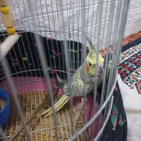 عروس هلندی سلامت|پرنده|فشاپویه, |دیوار