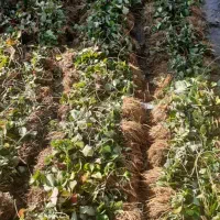 بوته توت فرنگی|گل و گیاه طبیعی|موچش, |دیوار