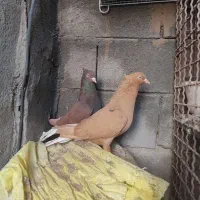 نرماده دمسفید