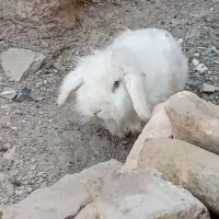 خرگوش لوپ|موش و خرگوش|زابل, |دیوار