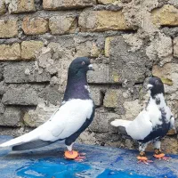 کفتر ابلغ افغانی