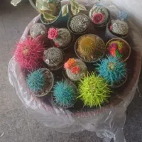 تعدادی کاکتوس ۲۵