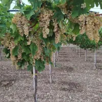 فروش نهال انگور ریشه لخت دوساله|خدمات باغبانی و درختکاری|خرمدره, |دیوار