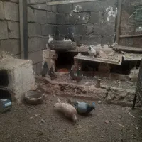 خیاطی و        ۷تا کبوتر پلاکی معامله با رنگی