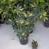 شفلرا دوشاخ سایز درشت|گل و گیاه طبیعی|قم, نیروگاه|دیوار