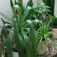 گل طبیعی