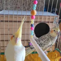 جفت عروس هلندی مولد|پرنده|شوشتر, |دیوار