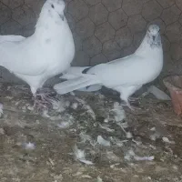 کفتر|پرنده|زارچ, |دیوار