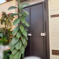 گل فیکوس|گل و گیاه طبیعی|رشت, پیرکلاچای|دیوار
