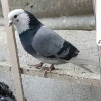 شازده. پشت دار. سوسکی تخت دمسفید. تیکه پاره کبوتر|پرنده|اصفهان, ملک‌شهر|دیوار