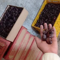 خرما رطب خشک آفتاب خورده