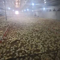 کارگر برای مرغداری