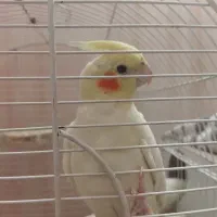 جوجه عروس هلندی لوتینو