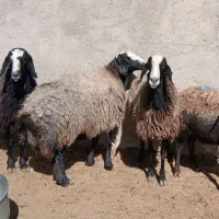 ۸عدد میش چاق|حیوانات مزرعه|مهریز, |دیوار