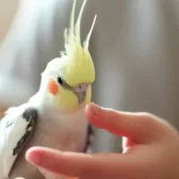 کشور ملوس هلندیون رام ضمانت 1 سال|پرنده|تهران, گلستان (شهرک راه آهن)|دیوار