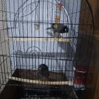 مرغ مینا سخنگو دونه دومیلیون دوتا هستش