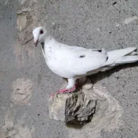 کفتر قلدور