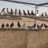 کبوتر پرشی|پرنده|قم, تعویض پلاک|دیوار