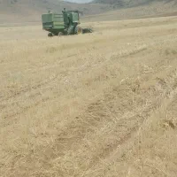 کاه گندم دیم فریدن