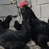 مرندی|حیوانات مزرعه|مشهد, هفت تیر (حافظ)|دیوار