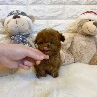 مرکز تخصصی پودل*توی و تاینی*پونک فلاح زاده