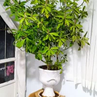 افوربیا مادر بالغ|گل و گیاه طبیعی|مشهد, هنرستان|دیوار