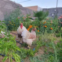 خروس