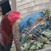 مرغ و خروس لاری دانگ بالا|حیوانات مزرعه|چوبر, |دیوار