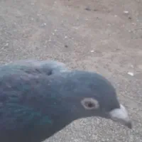 کبوتر