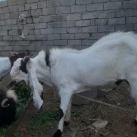 نر بز افغانی اصل اصل|حیوانات مزرعه|شوش, |دیوار