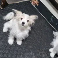 واگذاری سگ نژاد شیتزو