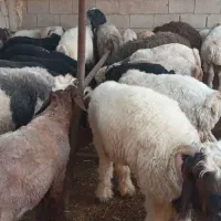 گوسفند بره کهره شهرک صنعتی|حیوانات مزرعه|شیراز, شهرک صنعتی شیراز|دیوار