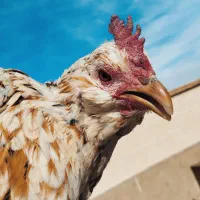 مرغ و  تخم مرغ و خروس بومی