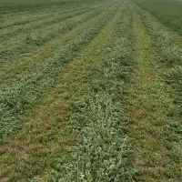 یونجه خشک تمیز