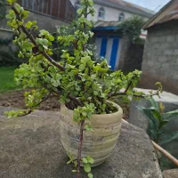 فروش گل زینتی|گل و گیاه طبیعی|رشت, دیلمان|دیوار