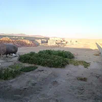 زمین برا دامداری و خانه باغ