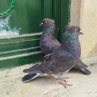 کبوتر پرشی زاغ کاکلی نرو ماده