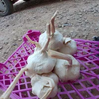 نیرو جهت سیر سبد زدن