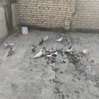 11 تا کفتر بوم قلدر|پرنده|مشهد, بهمن|دیوار