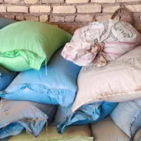 گندم پیشگام