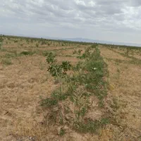 زمین-کشاورزی-2-هکتاری-چسب-آسفالت-در-نجم-آباد