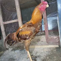 تخم نطفه دار