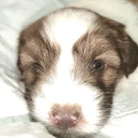 واگذاری توله شیتسو نر|سگ|ساری, |دیوار