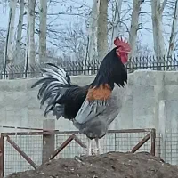 تخم مرغ ایسبار|حیوانات مزرعه|مشکین‌دشت, |دیوار