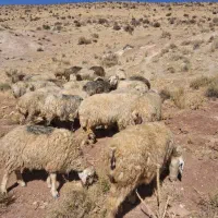 شیشک و میش|حیوانات مزرعه|شیراز, احمدآباد|دیوار