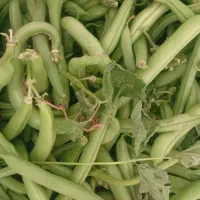 لوبیا سبز تازه
