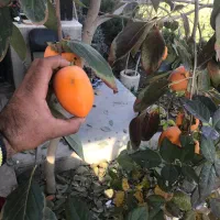 نهال خرمالو موزی