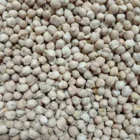 فروشی فوری لپه ی لوبیا برای تمامی مصرف کننده گان|عمدهفروشی|شیراز, شهرک ترکان|دیوار