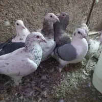 کبوترهفت رنگ سار سرور.پشتدار آلمانی|پرنده|پاکدشت, پاکدشت (مامازند)|دیوار