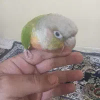 اصل گرینچیک رد|پرنده|برازجان, |دیوار